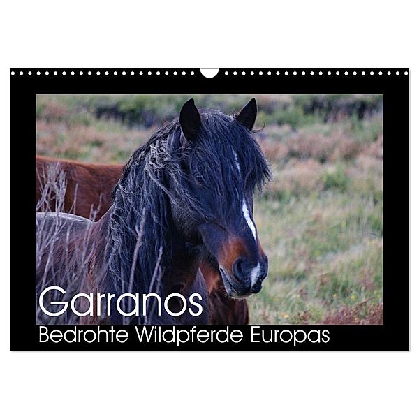 Garranos - Bedrohte Wildpferde Europas (Wandkalender 2024 DIN A3 quer), CALVENDO Monatskalender, Sabine Bengtsson/www.perlenfaenger.com