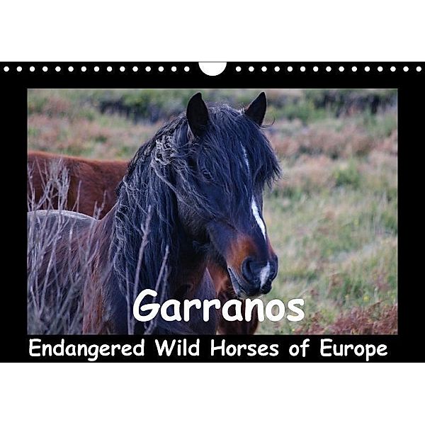 Garranos - Endangered Wild Horses of Europe (Wall Calendar 2017 DIN A4 Landscape), Perlenfaenger