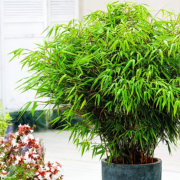 Garten-Bambus Rufa im ca. 18 cm-Topf