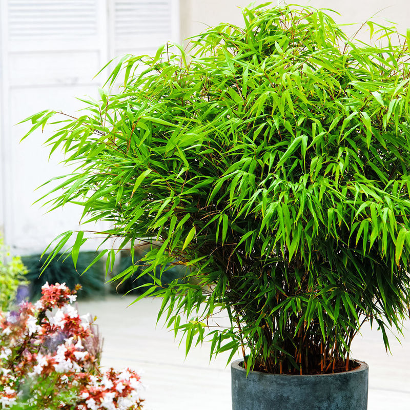 Garten-Bambus Rufa im ca. 18 cm-Topf bestellen | Weltbild.de