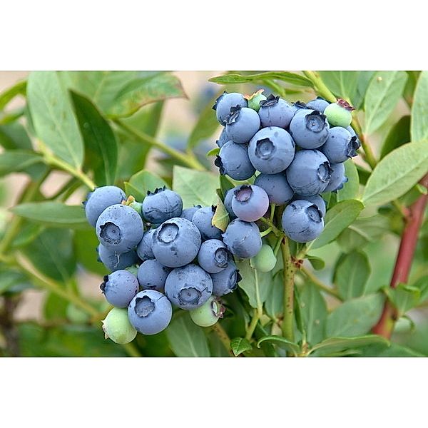 Garten-Heidelbeere Bluecrop,  3 Sträucher