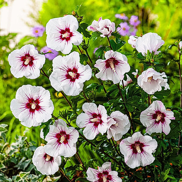 Garten-Hibiskus Red Heart