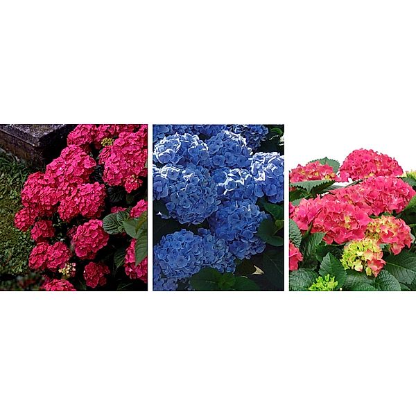 Garten-Hortensien, je eine Pflanze, rot,rosa,blau
