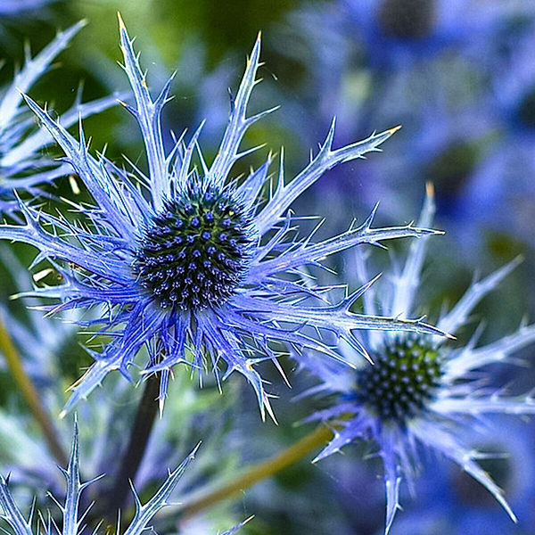 Garten-Mannstreu Big Blue