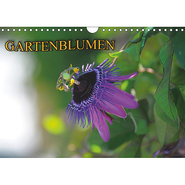 Gartenblumen (Wandkalender 2019 DIN A4 quer), Bildagentur Geduldig