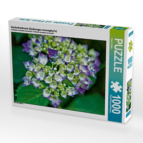 Gartenhortensie (Hydrangea macrophylla) (Puzzle), Bernd Keller