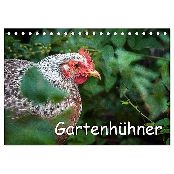 Gartenhühner (Tischkalender 2024 DIN A5 quer), CALVENDO Monatskalender, Britta Ohm
