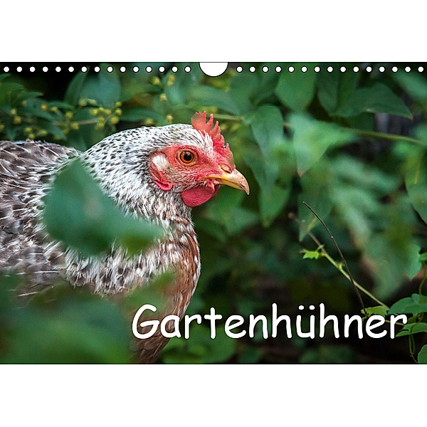 Gartenhühner (Wandkalender 2019 DIN A4 quer), Britta Ohm