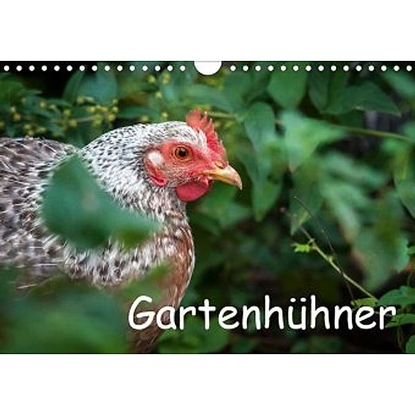 Gartenhühner (Wandkalender 2020 DIN A4 quer), Britta Ohm