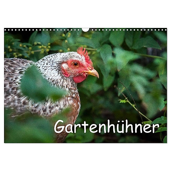 Gartenhühner (Wandkalender 2024 DIN A3 quer), CALVENDO Monatskalender, Britta Ohm
