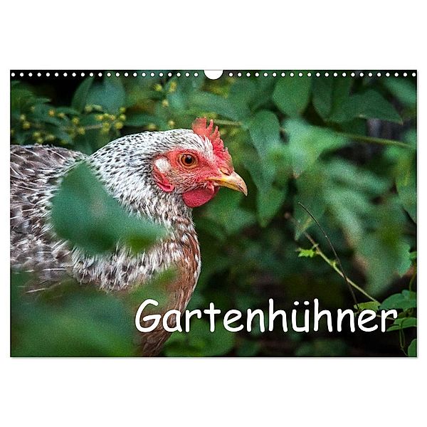 Gartenhühner (Wandkalender 2025 DIN A3 quer), CALVENDO Monatskalender, Calvendo, Britta Ohm