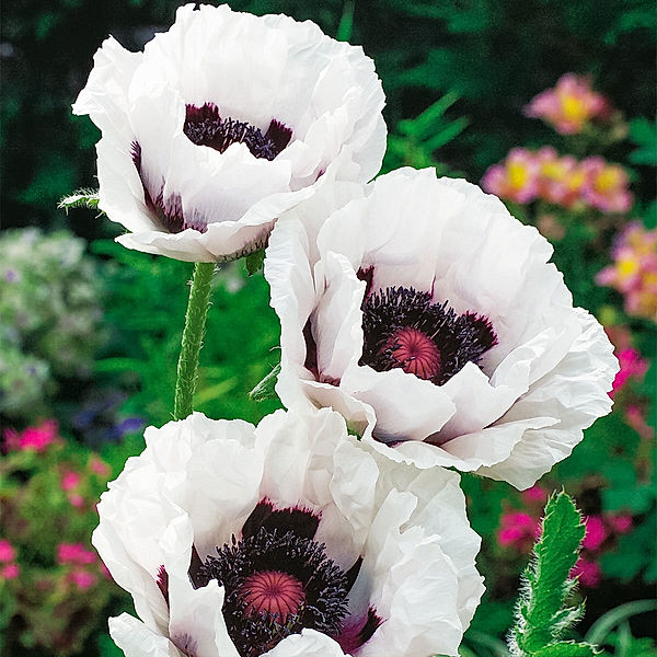 Gartenmohn Perry`s White