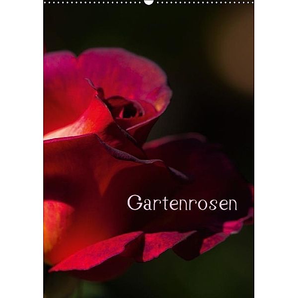 Gartenrosen (Wandkalender 2017 DIN A2 hoch), Erwin Renken