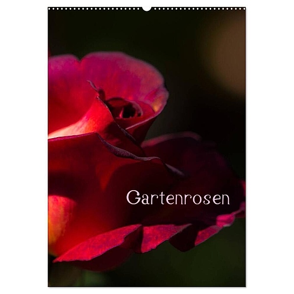 Gartenrosen (Wandkalender 2024 DIN A2 hoch), CALVENDO Monatskalender, Erwin Renken