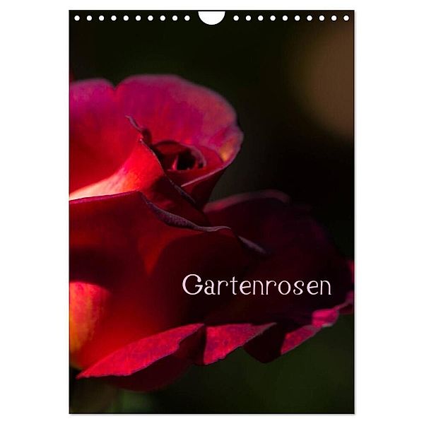 Gartenrosen (Wandkalender 2024 DIN A4 hoch), CALVENDO Monatskalender, Erwin Renken