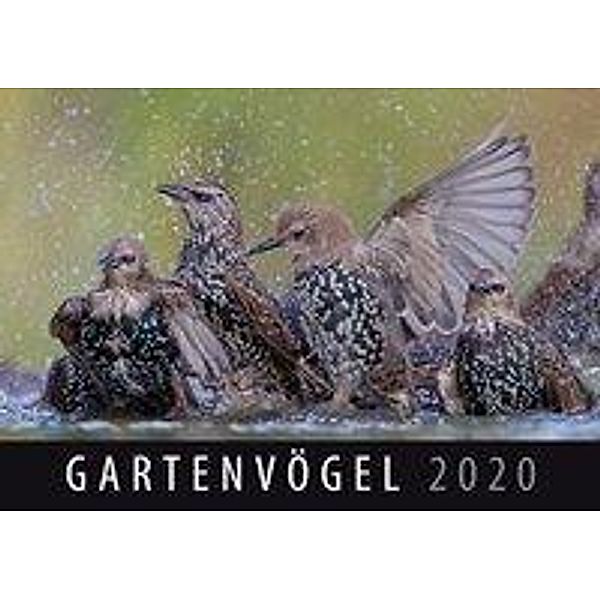 Gartenvögel 2020
