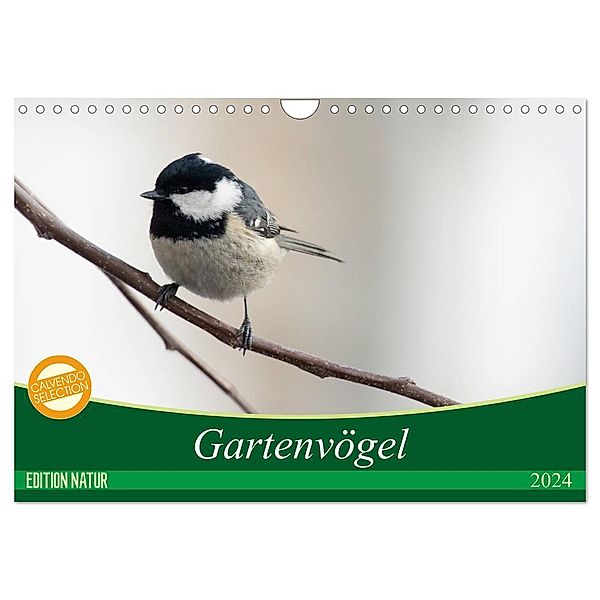 Gartenvögel (Wandkalender 2024 DIN A4 quer), CALVENDO Monatskalender, Samashy-Romy Schötz