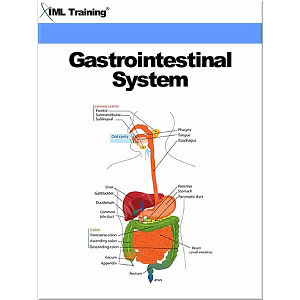 Gastrointestinal System (Human Body) / Human Body, Iml Training