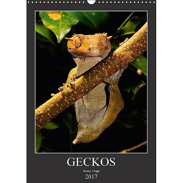 GECKOS (Wandkalender 2017 DIN A3 hoch), Benny Trapp