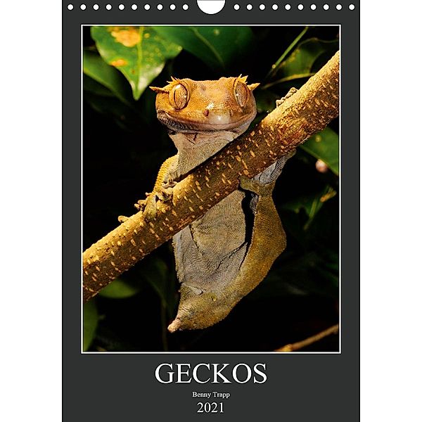 GECKOS (Wandkalender 2021 DIN A4 hoch), Benny Trapp