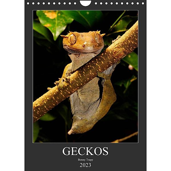 GECKOS (Wandkalender 2023 DIN A4 hoch), Benny Trapp