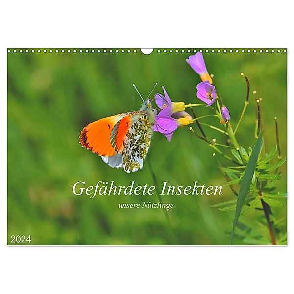 Gefährdete Insekten - unsere Nützlinge (Wandkalender 2024 DIN A3 quer), CALVENDO Monatskalender, Michael Thoß