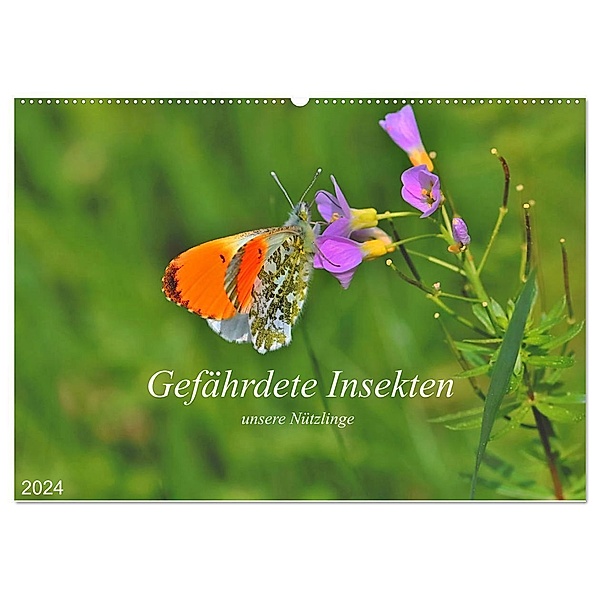 Gefährdete Insekten - unsere Nützlinge (Wandkalender 2024 DIN A2 quer), CALVENDO Monatskalender, Michael Thoss