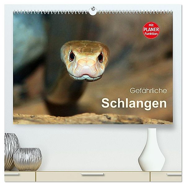 Gefährliche Schlangen (hochwertiger Premium Wandkalender 2025 DIN A2 quer), Kunstdruck in Hochglanz, Calvendo, Michael Herzog