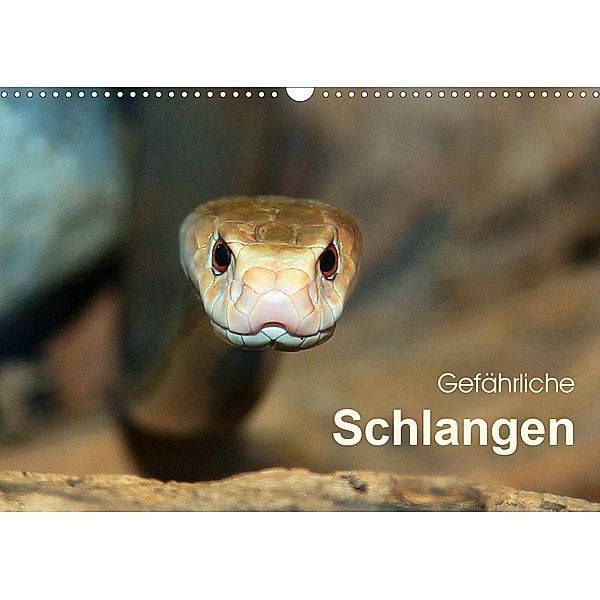 Gefährliche Schlangen (Wandkalender 2021 DIN A3 quer), Michael Herzog