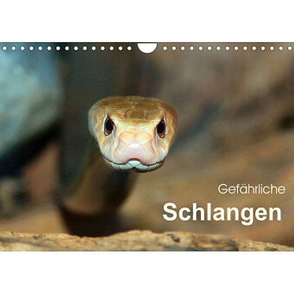 Gefährliche Schlangen (Wandkalender 2022 DIN A4 quer), Michael Herzog