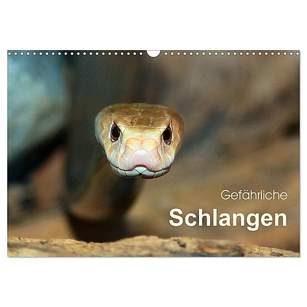 Gefährliche Schlangen (Wandkalender 2024 DIN A3 quer), CALVENDO Monatskalender, Michael Herzog