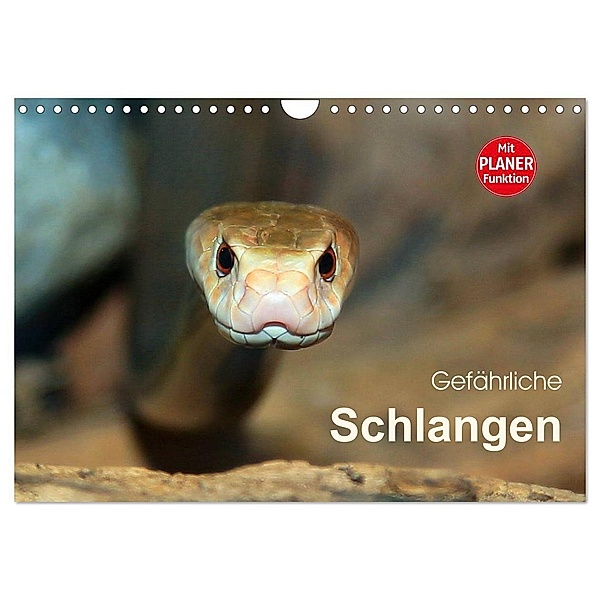 Gefährliche Schlangen (Wandkalender 2024 DIN A4 quer), CALVENDO Monatskalender, Michael Herzog
