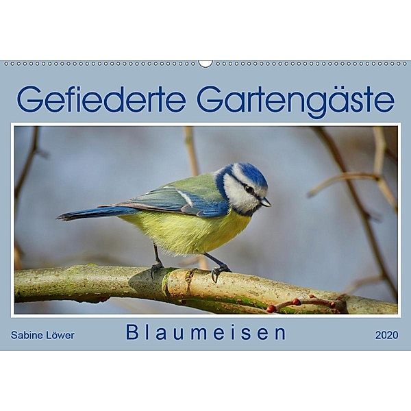 Gefiederte Gartengäste - Blaumeisen (Wandkalender 2020 DIN A2 quer), Sabine Löwer