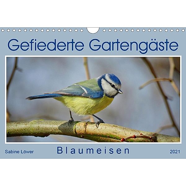 Gefiederte Gartengäste - Blaumeisen (Wandkalender 2021 DIN A4 quer), Sabine Löwer