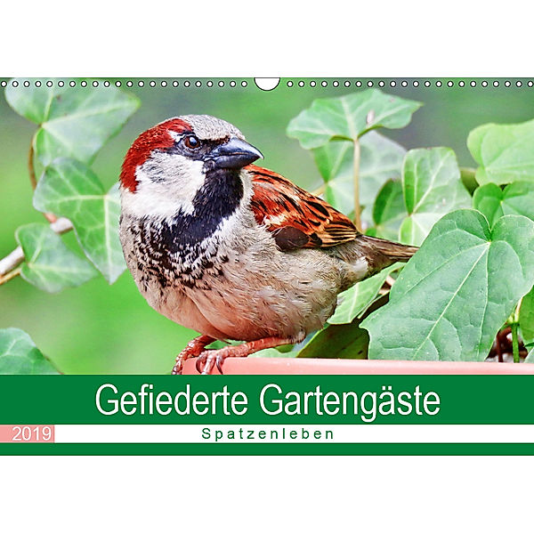 Gefiederte Gartengäste - Spatzenleben (Wandkalender 2019 DIN A3 quer), Sabine Löwer