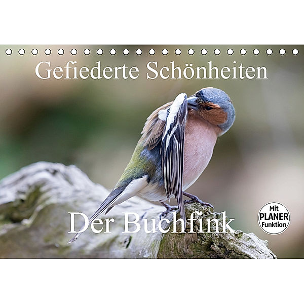 Gefiederte Schönheiten - Der Buchfink (Tischkalender 2019 DIN A5 quer), rolf pötsch