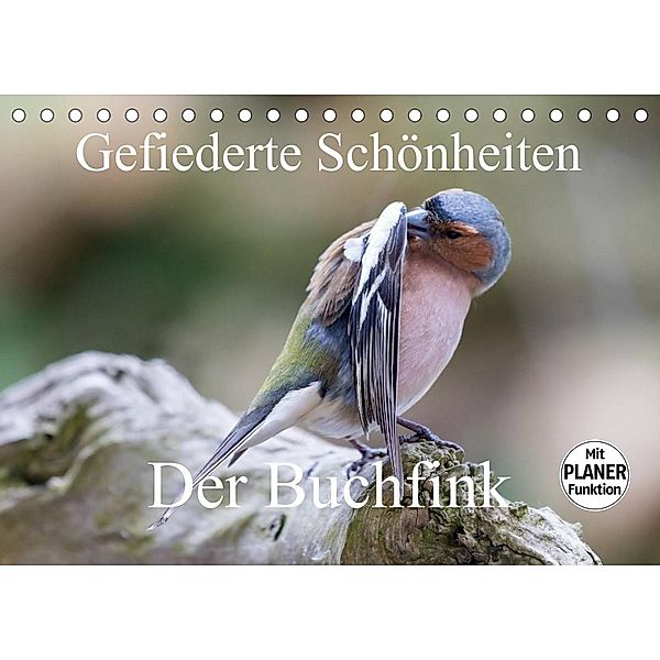 Gefiederte Schönheiten - Der Buchfink (Tischkalender 2023 DIN A5 quer), rolf pötsch