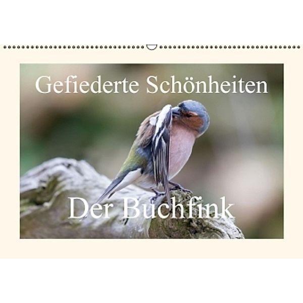 Gefiederte Schönheiten - Der Buchfink (Wandkalender 2016 DIN A2 quer), Rolf Pötsch