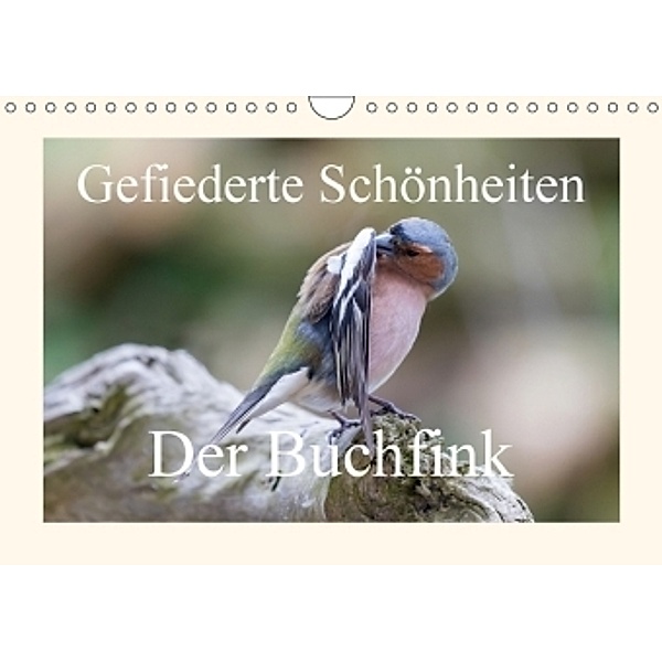Gefiederte Schönheiten - Der Buchfink (Wandkalender 2017 DIN A4 quer), rolf pötsch