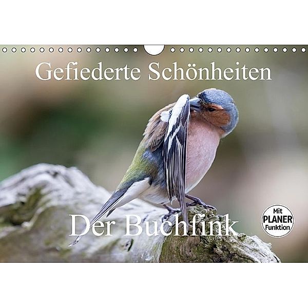Gefiederte Schönheiten - Der Buchfink (Wandkalender 2017 DIN A4 quer), Rolf Pötsch