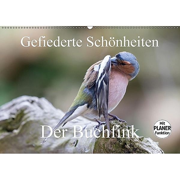 Gefiederte Schönheiten - Der Buchfink (Wandkalender 2017 DIN A2 quer), Rolf Pötsch