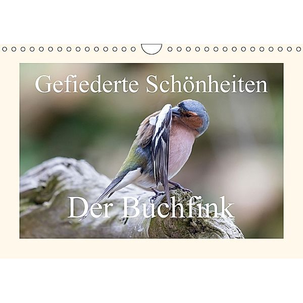 Gefiederte Schönheiten - Der Buchfink (Wandkalender 2018 DIN A4 quer) Dieser erfolgreiche Kalender wurde dieses Jahr mit, rolf pötsch