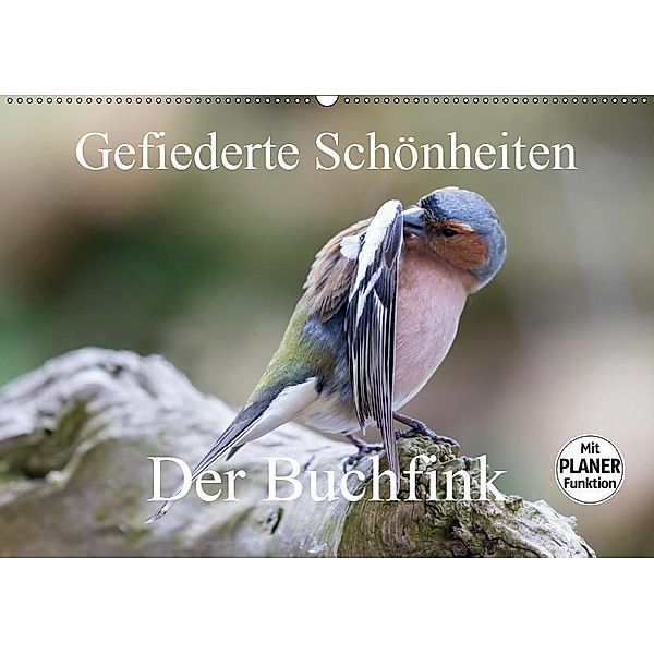 Gefiederte Schönheiten - Der Buchfink (Wandkalender 2019 DIN A2 quer), rolf pötsch