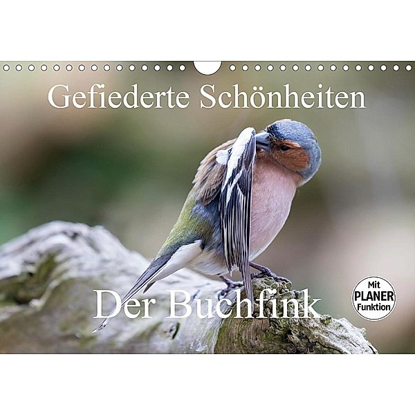 Gefiederte Schönheiten - Der Buchfink (Wandkalender 2021 DIN A4 quer), Rolf Pötsch