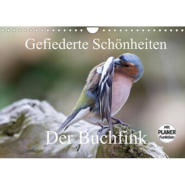 Gefiederte Schönheiten - Der Buchfink (Wandkalender 2022 DIN A4 quer), Rolf Pötsch