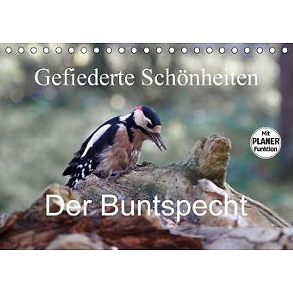 Gefiederte Schönheiten - Der Buntspecht (Tischkalender 2016 DIN A5 quer), Rolf Pötsch