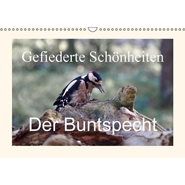 Gefiederte Schönheiten - Der Buntspecht (Wandkalender 2016 DIN A3 quer), Rolf Pötsch