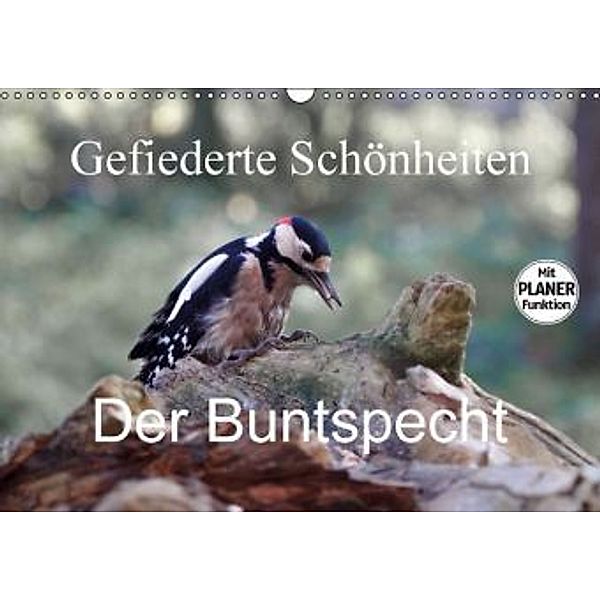 Gefiederte Schönheiten - Der Buntspecht (Wandkalender 2016 DIN A3 quer), Rolf Pötsch
