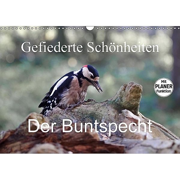Gefiederte Schönheiten - Der Buntspecht (Wandkalender 2017 DIN A3 quer), Rolf Pötsch