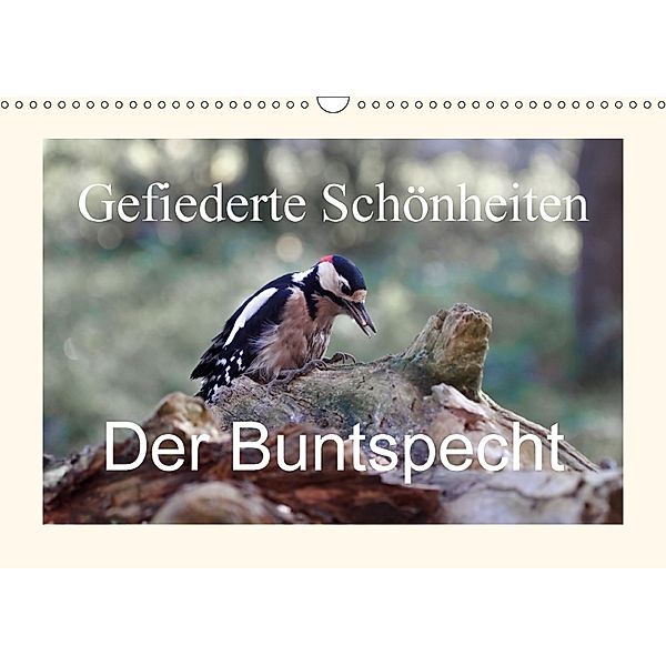 Gefiederte Schönheiten - Der Buntspecht (Wandkalender 2018 DIN A3 quer), rolf pötsch